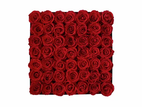 Forty-nine Preserved Roses - Concept